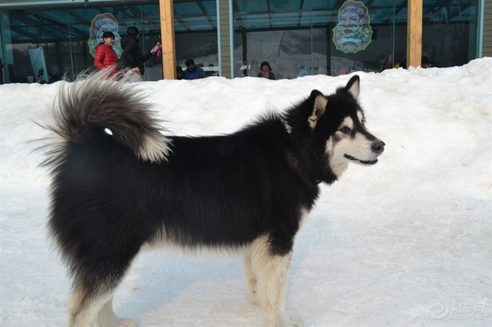 拉斯加幼犬多少钱_啊拉斯加犬能长多大_拉斯加斯犬多少钱