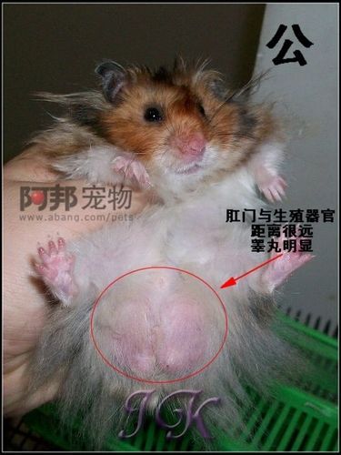 仓鼠公寓下载安装 