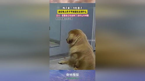 保卫狗子手机游戏安卓版免费下载 