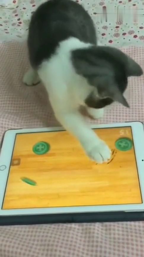 我爱躲猫猫游戏无广告 